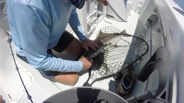 Fresh cobia catch at sea, still in the fishing net.