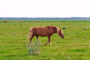 Fototapeta premium a lonely horse is grazing in a meadow 
