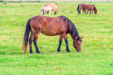 Naklejka na ściany i meble horses grazing on green grass 