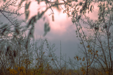old autumn branches and sunshine in blue sky on sunset