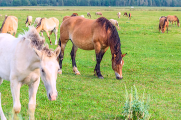 horses grazing on green grass 