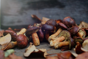 collected forest mushrooms in autumn, warm autumn photo