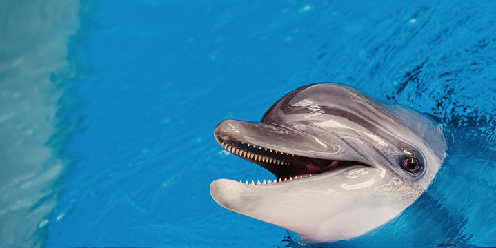 Close up of an adult gray dolphin looking at the camera and smiling in the blue pool