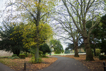 Autumn time in a park with lush foliage