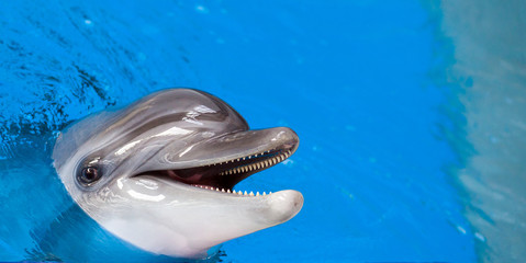 Close up of an adult gray dolphin looking at the camera and smiling in the blue pool
