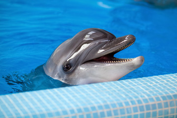 Close-up of an adult gray dolphin looking at the camera and smiling in a blue pool near the side