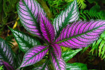 purple plant