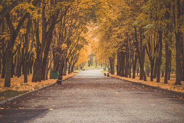 road in a park among trees in autumn