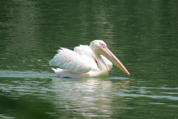 Pelicano 