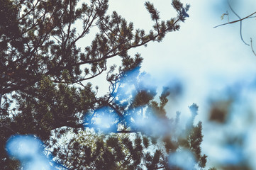 Pine Tree Tickled Blue
