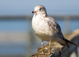 Gull