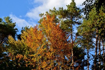 Fototapeta premium Herbststimmung im Wald
