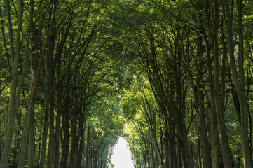 Obraz premium Park of the Baroque Augustusburg Castle is one of the first important creations of Rococo in Bruhl near Bonn, North Rhine Westphalia - Germany.
