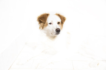 dog, over-exposed background