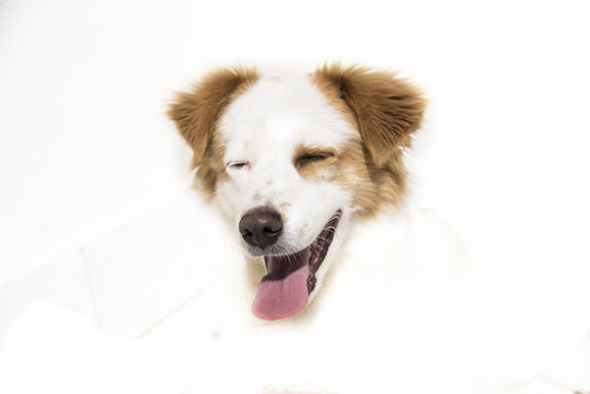 dog, over-exposed background