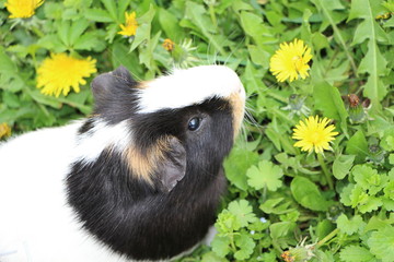 guinea pig in his cage on green grass