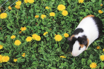 guinea pig in his cage on green grass
