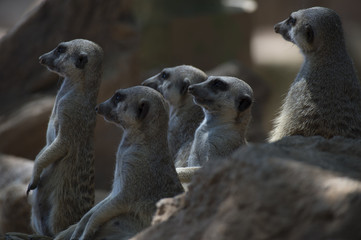 Suricata
