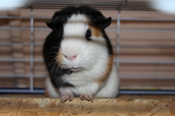 Obraz premium guinea pig in his cage on green grass