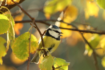 wonderful blue tit attitude