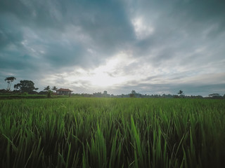 Rice paddy in Bali, Indonesia