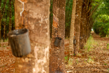 rubber tree cultive