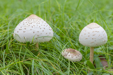 Mushrooms are on the lawn of the park.