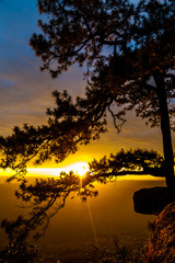 Golden sky at sunset with Silhouette of a pine tree. At Phu Kradueng, Loei Province, Thailand