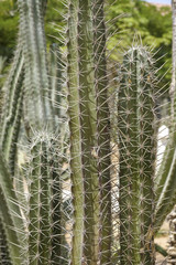 Cultivation of cacti in the home. Landscape of cacti. Field of cacti. Close-up