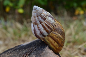 Caracol