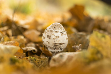 Obraz premium Mushroom in autumn forest