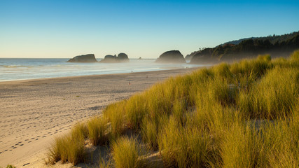 Sand dunes and grasses on a beach, Cannon Beach, Oregon