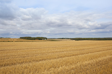 Fototapeta na wymiar wheat stubble and farm