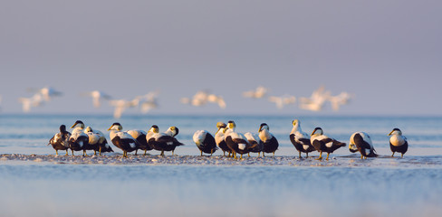 Fototapeta premium Common eiders on Black Sea Coast, Ukraine