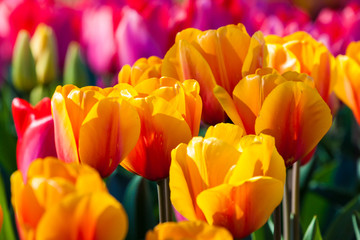 Colorful tulips in spring
