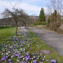 Obraz premium Krokus im park