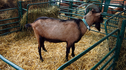 Fototapeta premium Goat on farm