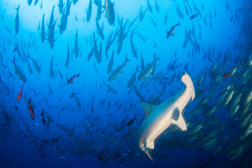 Naklejka premium Hammerhead Shark