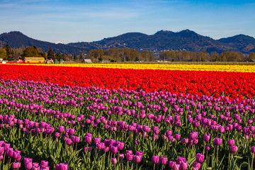 Fototapeta na wymiar A field of colorful tulips in spring