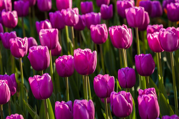 Obraz premium Colorful tulips in spring