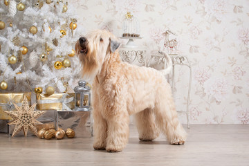 Dog. Irish soft coated wheaten terrier on Christmas background