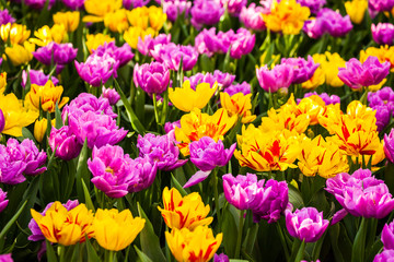 Colorful tulips in spring