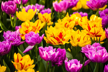 Colorful tulips in spring