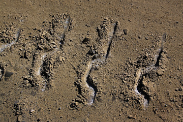Track of a crawler tractor on a dirt road