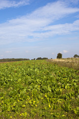 Fototapeta na wymiar wildflowers and sugar beet