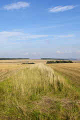 dry grasses and wheat stubble