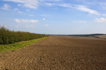 hawthorn hedgerow and plow soil