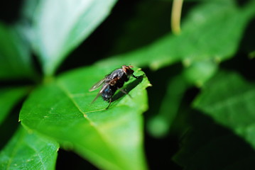 Fliege