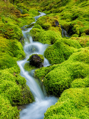 Small mountain stream surrounded by moss