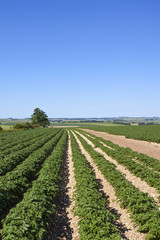 Fototapeta na wymiar potato crop and scenery